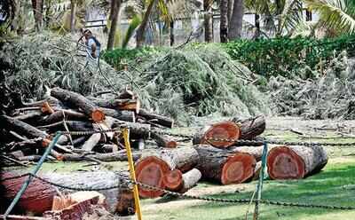 Mumbai: South Bombay loses green spot as BMC starts axing trees