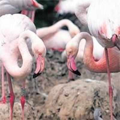 The gay flamingoes who became parents after stealing other birds' eggs
