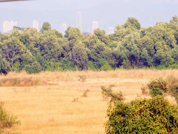 Gwalbanshi kin too booked for land grab; absconding
