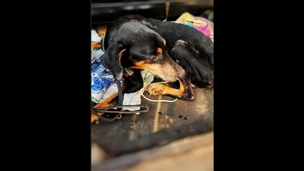 Sick doberman rescued from trench at Fatorda