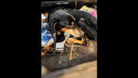 Sick doberman rescued from trench at Fatorda