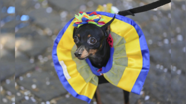 Rio’s ‘Blocão’ dog carnival: Pets parade in costumes at Brazil’s ...