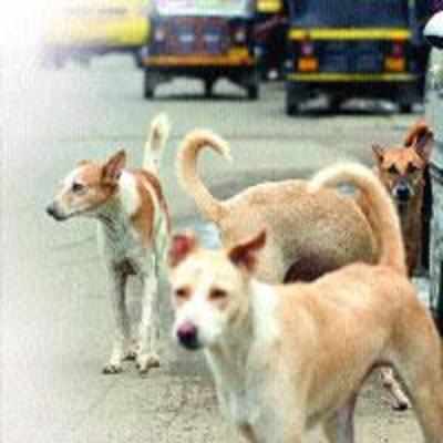 No survey on canine population since 2007