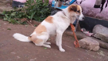 Pet dog fights off prowling leopard cub, saves mom-daughter duo in ...