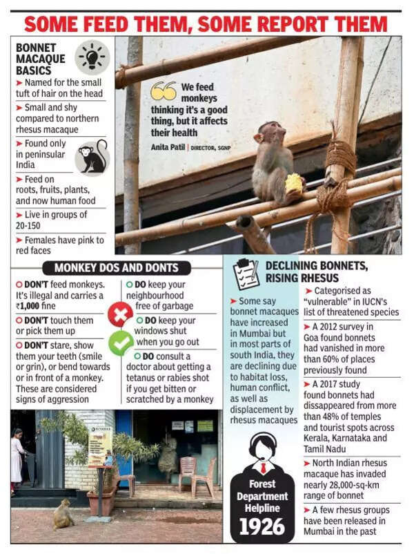 Monkeys swing into bldgs near SGNP, receive mixed welcome