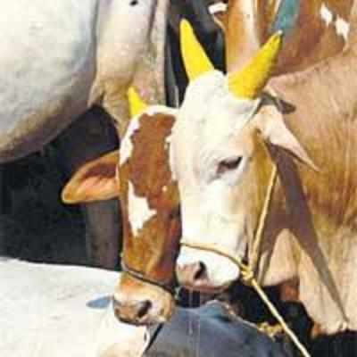 No stay on slaughter ban