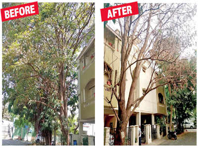 Chop-chop go the trees in Bengaluru