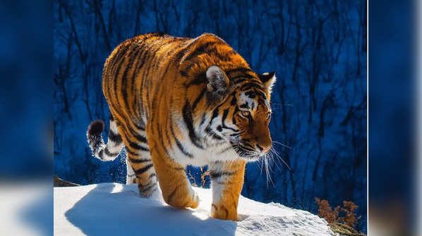 The most majestic tigers you will see
