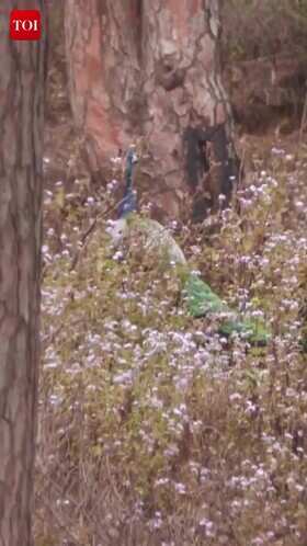Peacock Spotted in Udhampur&rsquo;s Kaldi Forest After Rainfall