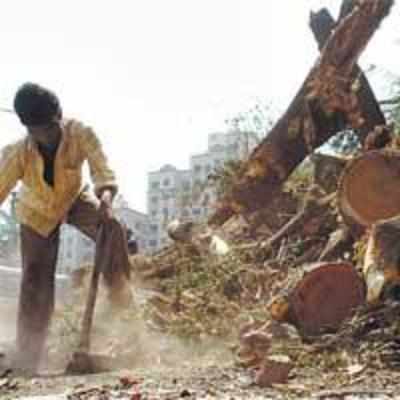 MMRDA in trouble for '˜chopping' tree
