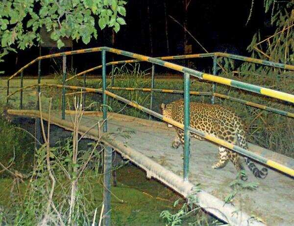 Greater Noida: Leopard at NTPC plant keeps forest team on its toes