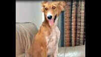 Lost pup from Delhi found 5km away from Kolkata airport 
