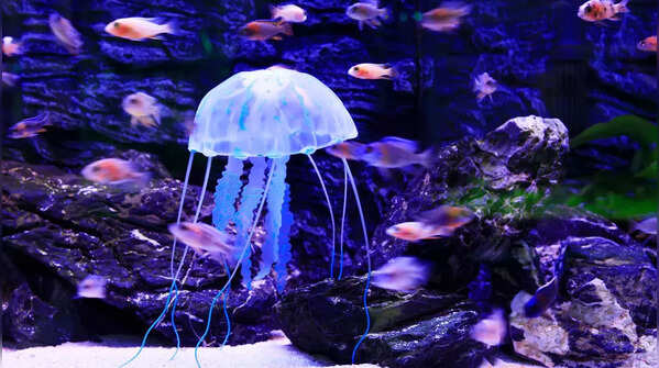 Jellyfish