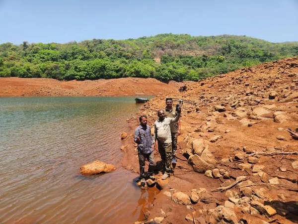 Tiger collars removed after Chanda & Tara mark territories in Sahyadri reserve