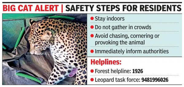Leopard sighting: Forest dept issues advisory