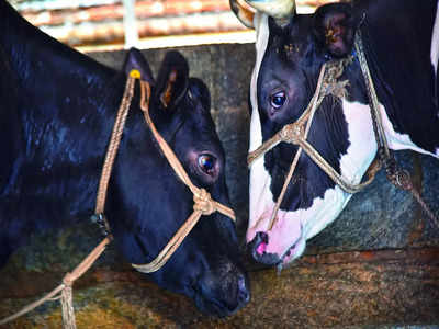 High Court quashes cattle transport case