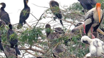 Arctic to Indian Ocean, plan to protect migratory birds’ routes
