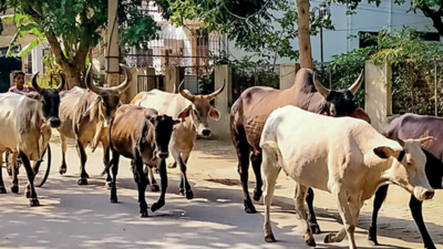 Ahmedabad city traffic police identify eight cattle hotspots