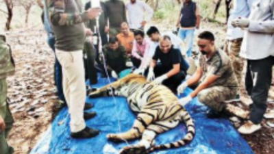 Rajasthan: Mukundra Tiger Reserve's only tigress MT-4 dies, was pregnant with 3 cubs