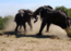 A surprising brawl of elephants caught on camera