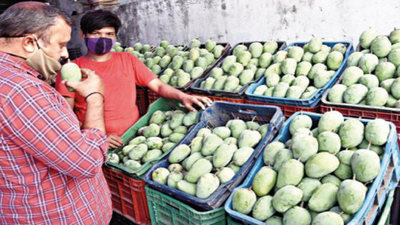 Kesar sweetly pulls South Gujarat farmers away from alphonso's tangy charm