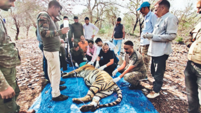 Vasundhara Raje pulls up Rajasthan govt over death of Mukundra tigress