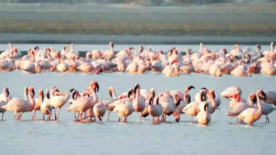 India gears up for a leadership role in Central Asian Flyway for conserving migratory birds and their habitats