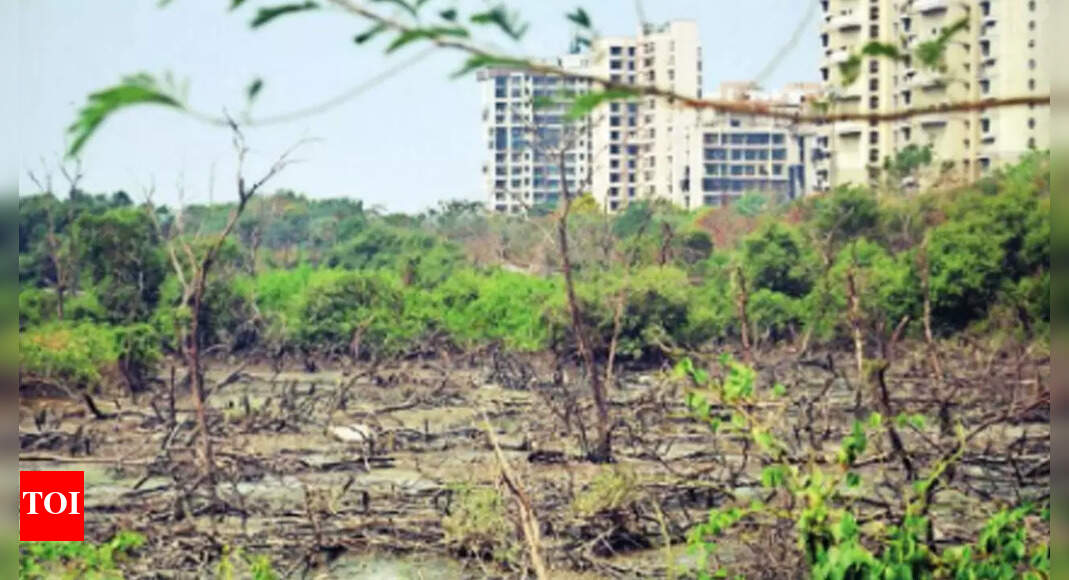 Kharghar Unmindful blocking of tidal water flow killing mangroves in Kharghar Mumbai News