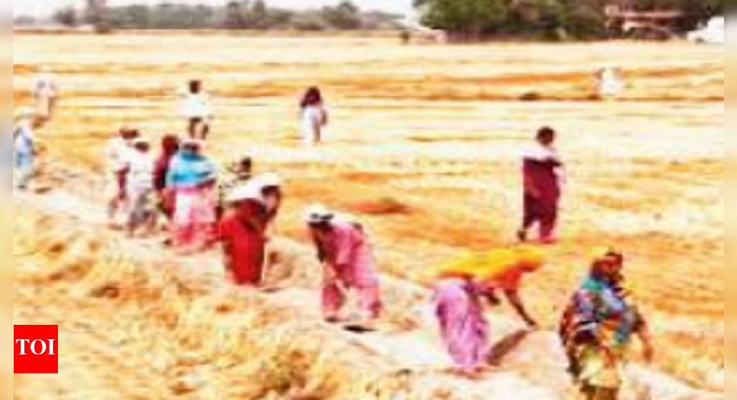 Over 250 Acre Under Canal Irrigation In Sangrur Village | Chandigarh ...