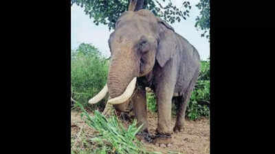 Veteran Mysuru Dasara jumbo Balarama no more