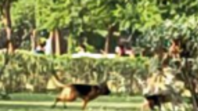 Noida: Off-leash pet dogs roam freely in Meghdootam park, say morning walkers