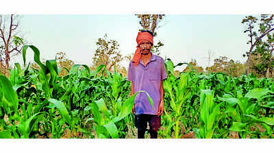 Advance farming techs gain popularity in Bijapur district