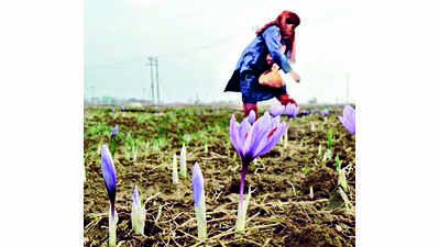 Farmers in HP’s Kinnaur take to growing saffron