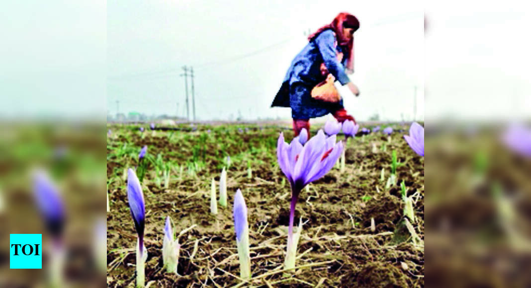 Saffron Farmers In Hp’s Kinnaur Take To Growing Saffron Shimla News