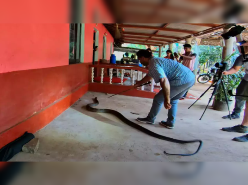 Karnataka snake catcher rescues venomous King Cobra hidden under a car