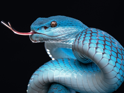 What It Means If You See A Snake In Your Dream, Based On The Snake'S Color  | The Times Of India