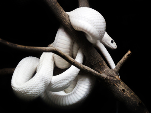 Dreaming About Snakes: 5 Causes and How to Interpret Them