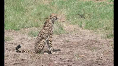 Crowded Kuno National Park? Gandhisagar may be second home for cheetahs