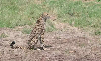 Crowded Kuno National Park? Gandhisagar may be second home for cheetahs