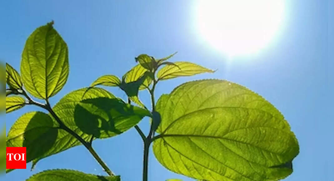 What Is Photosynthesis Photosynthesis Explained How Plants Make Food 