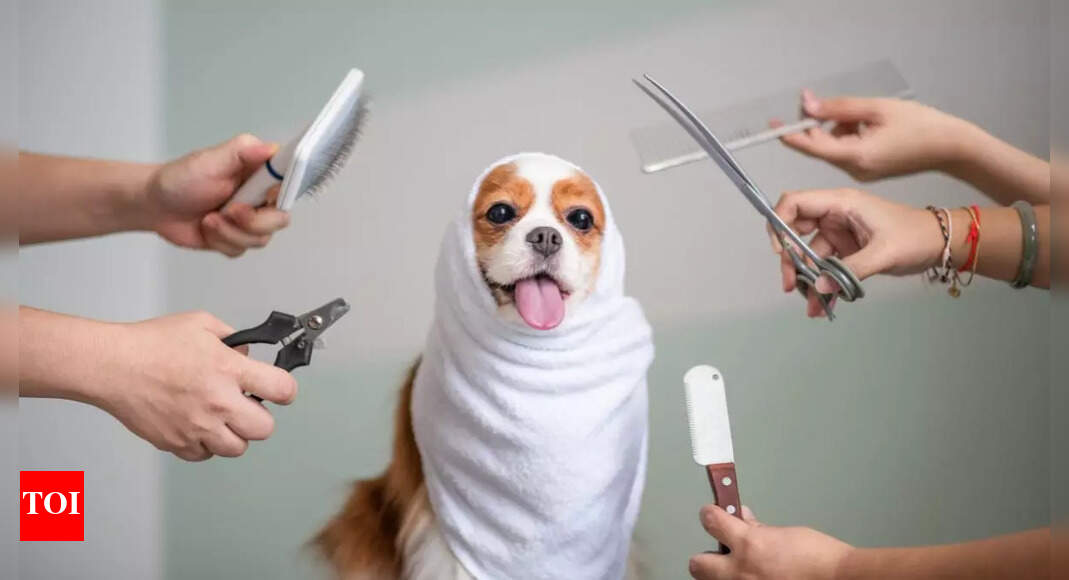 Dog grooming kits with trimmers, clippers & more Times of India