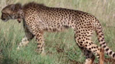 South African female cheetah killed by two male coalition in Kuno National Park