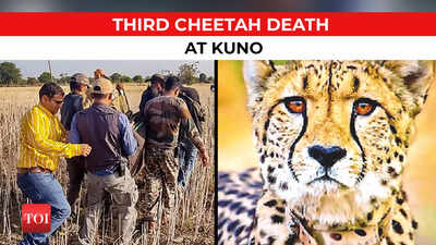 Kuno loses third cheetah, female Daksha dies in ‘violent encounter’ with two males