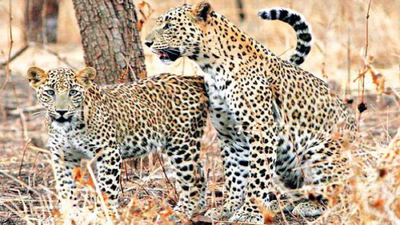 Sweet spot: Gujarat leopard population set to cross 2,000