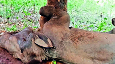 Female elephant stuck between trees rescued