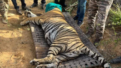 Ranthambore tiger to be caged for life in Sajjan Biological Park in Udaipur