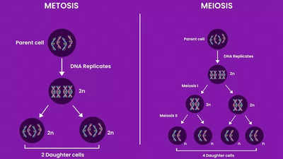 Mitosis and meiosis explained: How cells divide and pass on genetic information