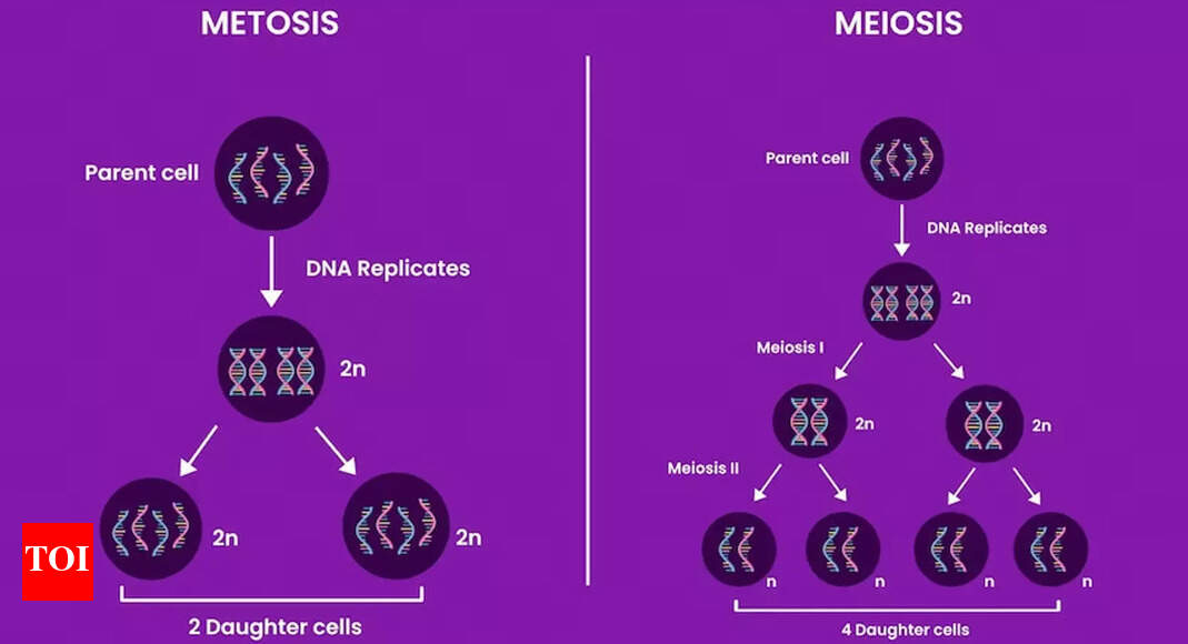 Mitosis And Meiosis Explained How Cells Divide And Pass On Genetic
