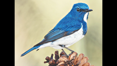 CAMPUS BIODIVERSITY: Blue Jays