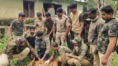 Karnataka: Nagarahole foresters save life of injured dhole